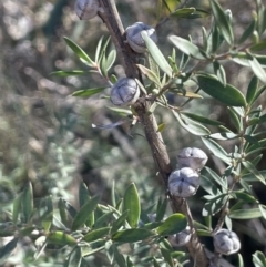 Leptospermum lanigerum (Woolly Teatree) at Burra, NSW - 24 Jul 2023 by JaneR