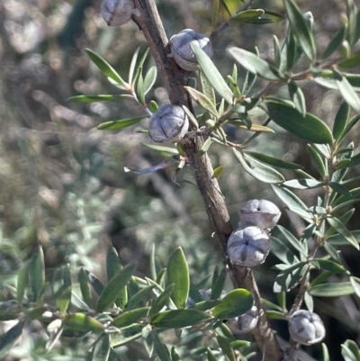 Leptospermum lanigerum (Woolly Teatree) at Burra, NSW - 24 Jul 2023 by JaneR