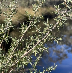 Leptospermum lanigerum at Burra, NSW - 24 Jul 2023