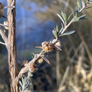 Leptospermum lanigerum at Burra, NSW - 24 Jul 2023