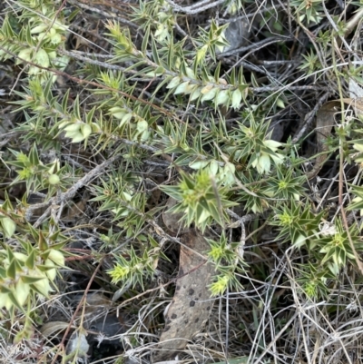 Melichrus urceolatus (Urn Heath) at Burra, NSW - 24 Jul 2023 by JaneR