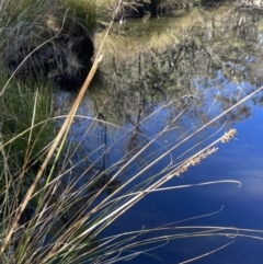 Carex appressa (Tall Sedge) at Tinderry Nature Reserve - 24 Jul 2023 by JaneR