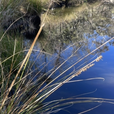 Carex appressa (Tall Sedge) at Tinderry Nature Reserve - 24 Jul 2023 by JaneR