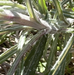 Senecio quadridentatus at Yarralumla, ACT - 25 Jul 2023 03:24 PM