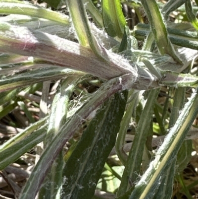 Senecio quadridentatus (Cotton Fireweed) at Belconnen, ACT - 25 Jul 2023 by lbradley