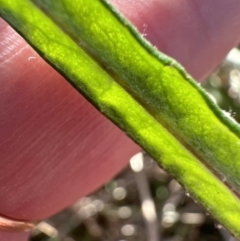 Senecio quadridentatus at Belconnen, ACT - 25 Jul 2023