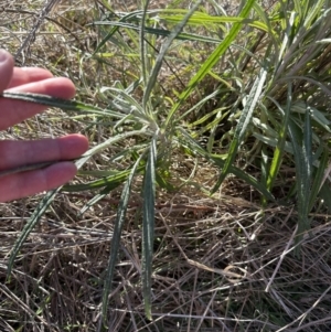 Senecio quadridentatus at Yarralumla, ACT - 25 Jul 2023