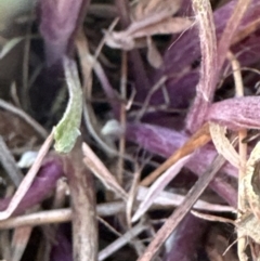 Senecio quadridentatus at Belconnen, ACT - 25 Jul 2023