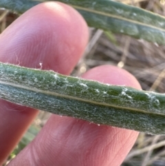 Senecio quadridentatus at Yarralumla, ACT - 25 Jul 2023