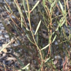 Daviesia leptophylla (Slender Bitter Pea) at Burra, NSW - 24 Jul 2023 by JaneR