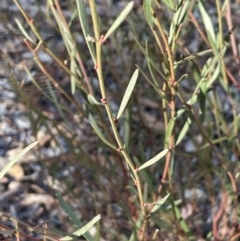 Daviesia leptophylla (Slender Bitter Pea) at Tinderry Nature Reserve - 24 Jul 2023 by JaneR