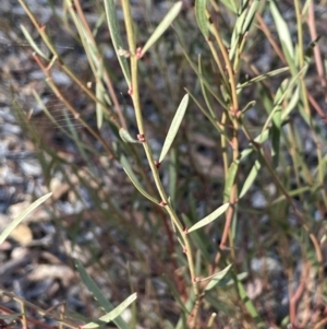 Daviesia leptophylla at Burra, NSW - 24 Jul 2023