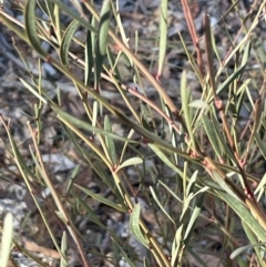 Daviesia leptophylla at Burra, NSW - 24 Jul 2023 02:44 PM