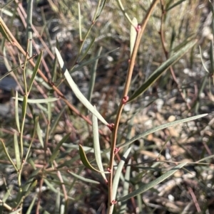 Daviesia leptophylla at Burra, NSW - 24 Jul 2023