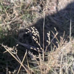 Juncus remotiflorus (A Rush) at Burra, NSW - 24 Jul 2023 by JaneR