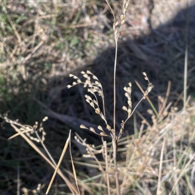 Juncus remotiflorus (A Rush) at Burra, NSW - 24 Jul 2023 by JaneR