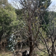 Eucalyptus bicostata (Southern Blue Gum, Eurabbie) at Paddys River, ACT - 9 Jul 2023 by dwise