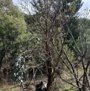 Eucalyptus globulus subsp. bicostata at Paddys River, ACT - 9 Jul 2023