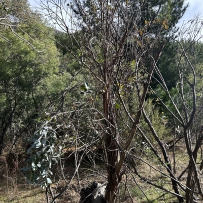 Eucalyptus globulus subsp. bicostata (Southern Blue Gum, Eurabbie) at Paddys River, ACT - 9 Jul 2023 by dwise