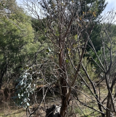 Eucalyptus bicostata (Southern Blue Gum, Eurabbie) at Paddys River, ACT - 9 Jul 2023 by dwise