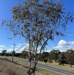 Eucalyptus pauciflora subsp. pauciflora (White Sally, Snow Gum) at Tuggeranong, ACT - 21 Jul 2023 by dwise