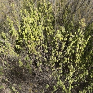 Correa reflexa var. reflexa at Tuggeranong, ACT - 21 Jul 2023