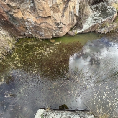 Myriophyllum variifolium (Varied Water-milfoil) at Bullen Range - 21 Jul 2023 by dwise