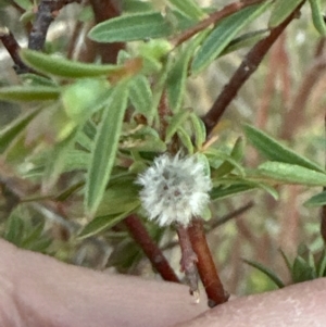 Pimelea linifolia subsp. linifolia at Yarralumla, ACT - 25 Jul 2023 05:08 PM