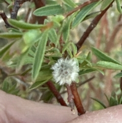 Pimelea linifolia subsp. linifolia (Queen of the Bush, Slender Rice-flower) at Black Mountain - 25 Jul 2023 by lbradley