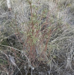 Pimelea linifolia subsp. linifolia at Yarralumla, ACT - 25 Jul 2023 05:08 PM