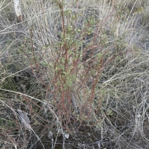 Pimelea linifolia subsp. linifolia at Canberra Central, ACT - 25 Jul 2023