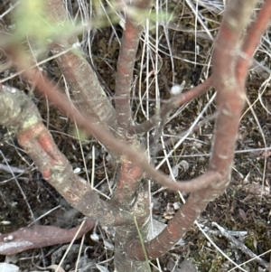 Pimelea linifolia subsp. linifolia at Yarralumla, ACT - 25 Jul 2023