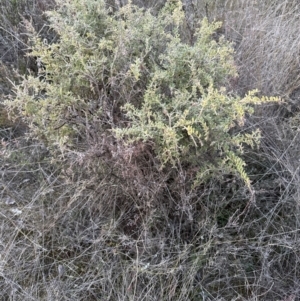 Grevillea alpina at Yarralumla, ACT - 25 Jul 2023