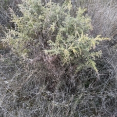 Grevillea alpina at Canberra Central, ACT - 25 Jul 2023