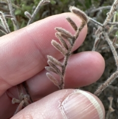 Grevillea alpina at Yarralumla, ACT - 25 Jul 2023