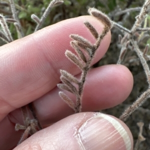 Grevillea alpina at Yarralumla, ACT - 25 Jul 2023