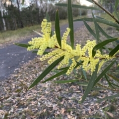 Acacia longifolia subsp. longifolia (Sydney Golden Wattle) at Vincentia, NSW - 23 Jul 2023 by AnneG1