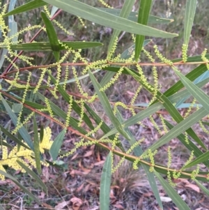 Acacia longifolia subsp. longifolia at Vincentia, NSW - 23 Jul 2023