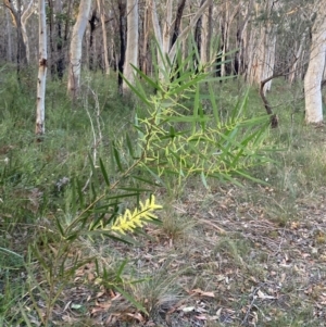 Acacia longifolia subsp. longifolia at Vincentia, NSW - 23 Jul 2023