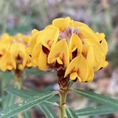 Pultenaea daphnoides (Large-leaf Bush-pea) at Jervis Bay National Park - 23 Jul 2023 by AnneG1