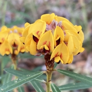 Pultenaea daphnoides at Vincentia, NSW - 23 Jul 2023 04:13 PM