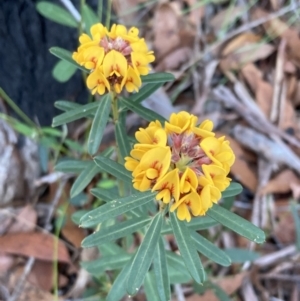 Pultenaea daphnoides at Vincentia, NSW - 23 Jul 2023