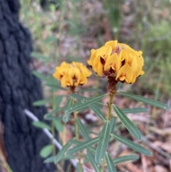 Pultenaea daphnoides at Vincentia, NSW - 23 Jul 2023