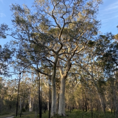 Eucalyptus racemosa (Narrow-leaved Scribbly Gum) at Jervis Bay National Park - 23 Jul 2023 by AnneG1