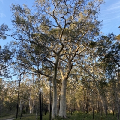 Eucalyptus racemosa (Scribbly Gum) at Vincentia, NSW - 23 Jul 2023 by AnneG1