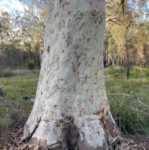 Eucalyptus racemosa at Jervis Bay National Park - 23 Jul 2023