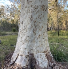 Eucalyptus racemosa at Vincentia, NSW - 23 Jul 2023