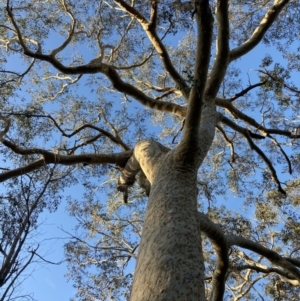 Eucalyptus racemosa at Vincentia, NSW - 23 Jul 2023