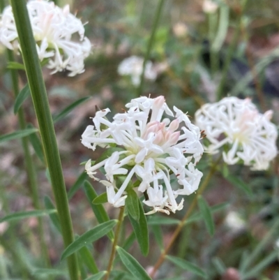 Pimelea linifolia (Slender Rice Flower) at Jervis Bay National Park - 23 Jul 2023 by AnneG1