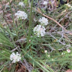 Pimelea linifolia at Vincentia, NSW - 23 Jul 2023